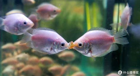 接吻魚飼養|接吻鱼怎么养？从选鱼到繁殖小鱼，这些经验能帮你养。